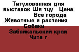 Титулованная для выставок Ши-тцу › Цена ­ 100 000 - Все города Животные и растения » Собаки   . Забайкальский край,Чита г.